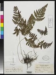 Image result for Ctenitis cirrhosa