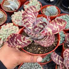 Image result for Kalanchoe humilis