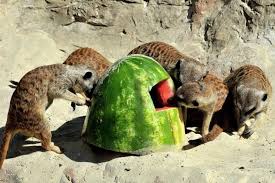 Country living editors select each product featured. Rome S Zoo Animals Cool Off With Frozen Fruit Wanted In Rome