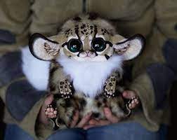 ffffound cute animals animal dolls animals beautiful