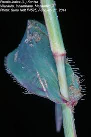 Image result for Perotis patens