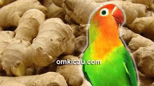 Lovebird umur 5 bulan sudah mulai konslet cuek ketika melihat lawan dengan penunjang pakan racikan milet 450 volt dan vitamin. Empat Ramuan Jahe Agar Lovebird Makin Rajin Ngekek Om Kicau