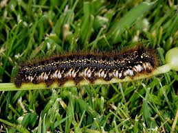 Black And Red Spiky Caterpillar California Identifying Hairy Caterpillars Wildlife Insight