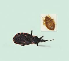 Image result for what do Mallophaga look like in dog fur