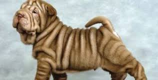 Can you build up an immunity to dog allergies? 20 Dogs That Can Be Left Alone Barking Royalty Dog Breeds That Dont Shed Hypoallergenic Dogs Small Hypoallergenic Dog Breed