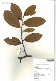 Image result for Tricalysia sp. E