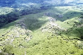 Image result for Oldeania alpina