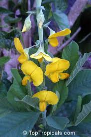 Image result for Crotalaria retusa