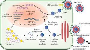 Hepatitis is a condition that causes your liver to become inflamed. Chronic Hepatitis B Virus Infection The Lancet