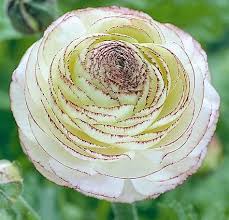 Ranunculus Ideas The Flash Aid In Bring In Cross Pollinating Insects And Also Temperature Level Regulation Of The B Longfield Gardens Bulb Flowers Ranunculus