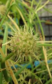 Image result for Oenanthe procumbens