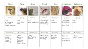 Pin On Pet Rabbits Guinea Pigs And Small Animals