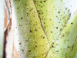 And fewer insecticides means more good bugs, which in turn means help in controlling bad bugs. Get Rid Of Pests With This 2 Ingredient Homemade Insecticide Garden Betty