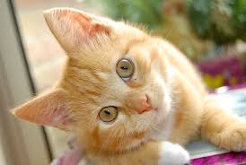 Image result for Cat
