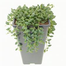 Image result for Senecio letouzeyanus