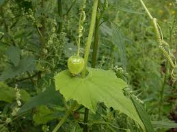 Image result for Cucumis bryoniifolius