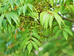 Repeat applications may be necessary because, while herbicides will suppress poison ivy in an instant, the plant may still grow again from the roots. How To Get Rid Of Poison Sumac For Good