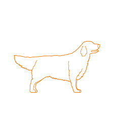 Golden Retriever Dimensions Drawings Dimensions Guide