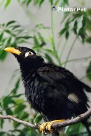 42 ответов 173 ретвитов 133 отметки «нравится». Pintar Pet Pintarpet Profile Pinterest