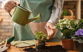 We researched the best fertilizers so you can pick the right one for your plants. 15 Best Fertilizers For Healthy Indoor Outdoor Plants In 2020 Spy