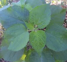 Image result for Boehmeria macrophylla