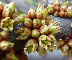 Image result for Englerophytum