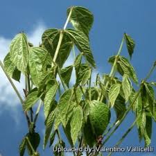 Image result for Dolichos sericeus