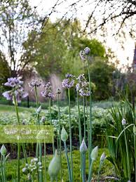 Image result for Nectaropetalum