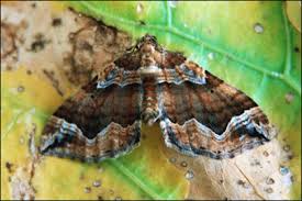 Image result for Pelurga comitata