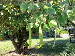 Image result for Bauhinia burrowsii