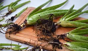 Before separating aloe pups, observe the size of the baby plant and the set of leaves it contains. Repotting Aloe Vera Pups Dividing Aloe Vera Babies From The Parent Plant Lovely Greens