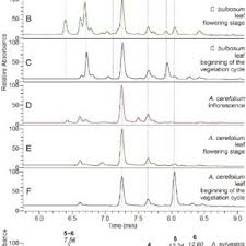 Image result for Equilabium petiolare