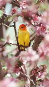 Black And White Bird With Orange Head Pin On Flora Fauna