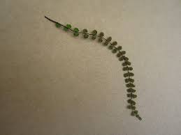 Image result for Asplenium hemitomum