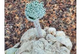 Image result for Eriospermum