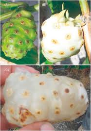 Image result for Morinda