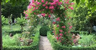 Die Kletterrose Maria Lisa In Voller Blute Im Gemusegartchen Marialisarose Rosenbogen Gemusegarten Vegetablegar Climbing Roses Planting Roses Vegetable Garden