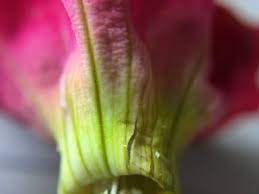 Dissection 4 Petunia Petunia Axillaris Don T Tell My Wife Biol F195 Intro To Alaska Flora