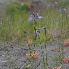 Image result for Scrophulariaceae