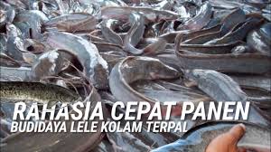 Budidaya Ikan Lele Organik Sistem Bioflok Pada Kolam Terpal Pt 1 Youtube