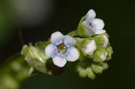 Image result for Cynoglossum lanceolatum