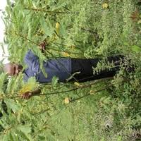 Image result for Tragia brevipes