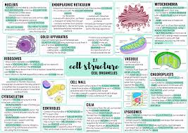 Free biology revision notes on cell structure & organisation. Ocr Alevel Biology Cell Structure Teaching Resources