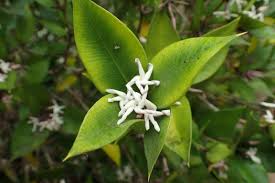 Image result for Alyxia