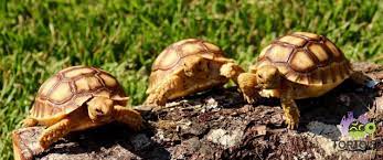 Sulcata Tortoise Lifespan How Long Does An African Spurred Tortoise Live
