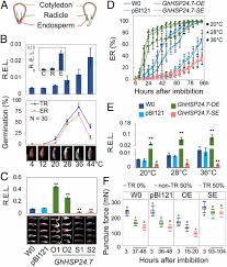 Mitochondrial Small Heat Shock Protein Mediates Seed