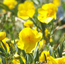 Maybe you would like to learn more about one of these? A Couple Of Hundred Pictures Of California Flowers In A May Native Plant Garden