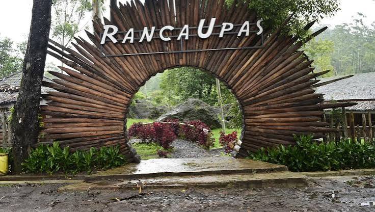 Ranca Upas, Tempat Kemping Terkenal Ternyata Punya Kebun Edelweis Rawa!
