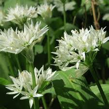 Image result for Allium ursinum
