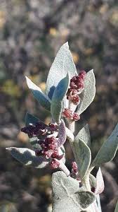 Image result for Atriplex halimus